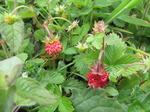 SX06800 Two tiny wild strawberries (Fragaria vesca).jpg